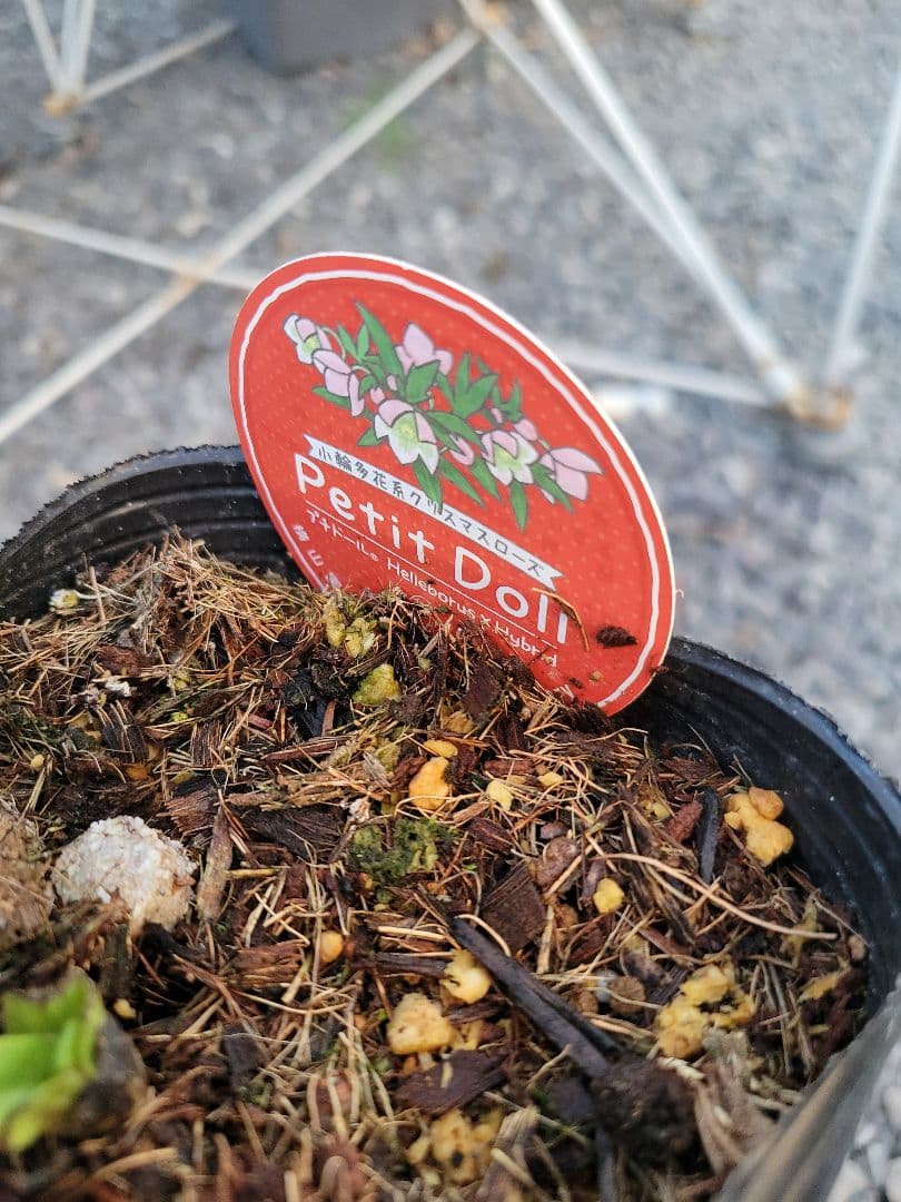 原種交配系　プチドール　シングル　クリスマスローズ