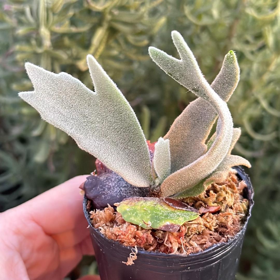 P.willinckii ’Asurada’ Sporeling 10