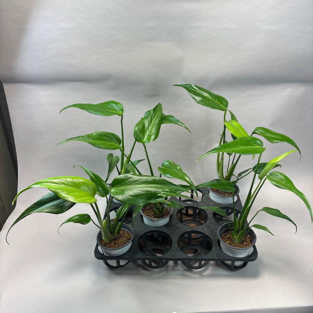 ぴ*く様 5株ms51セットモンステラ バールマルクスフレーム