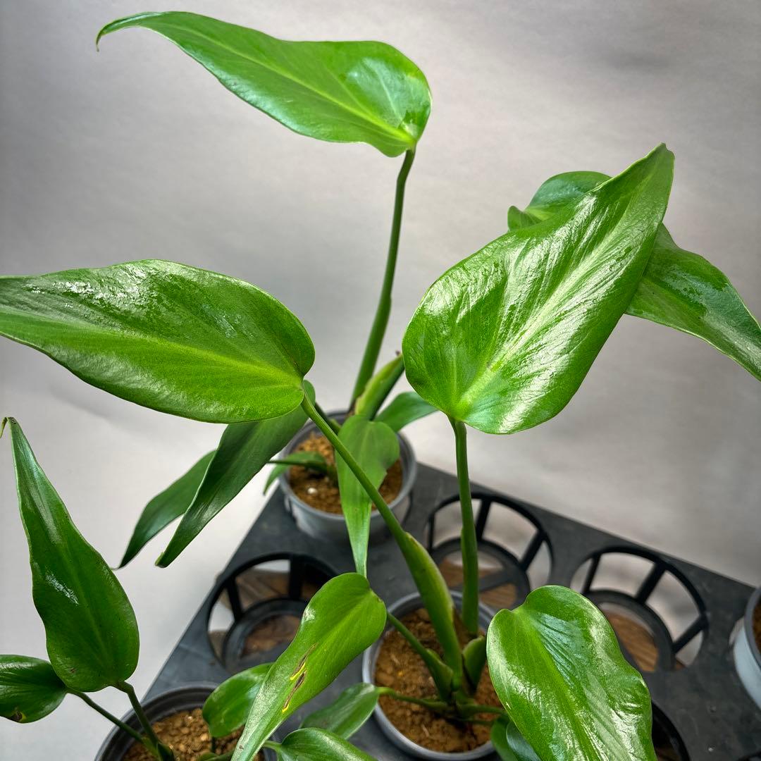 ぴ*く様 5株ms51セットモンステラ バールマルクスフレーム