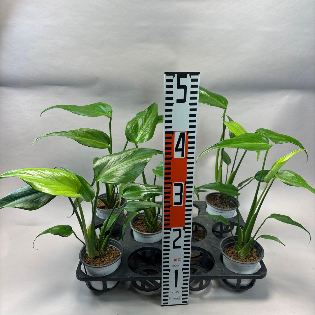 ぴ*く様 5株ms51セットモンステラ バールマルクスフレーム