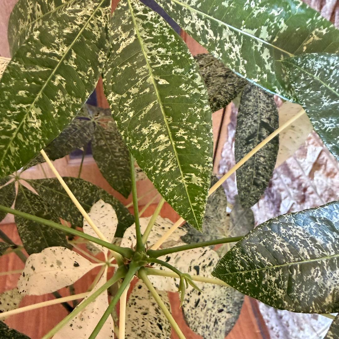 パキラ　ミルキーウェイ　接木　5号鉢