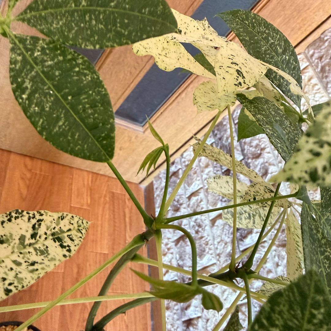 パキラ　ミルキーウェイ　接木　5号鉢