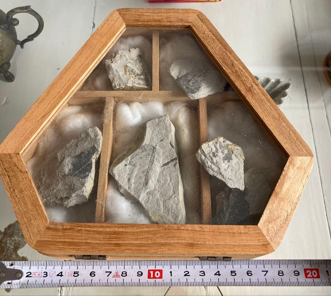 ◾️化石標本 木箱セット　70s×静けさのインテリア｜ELLE・エスカイア系」