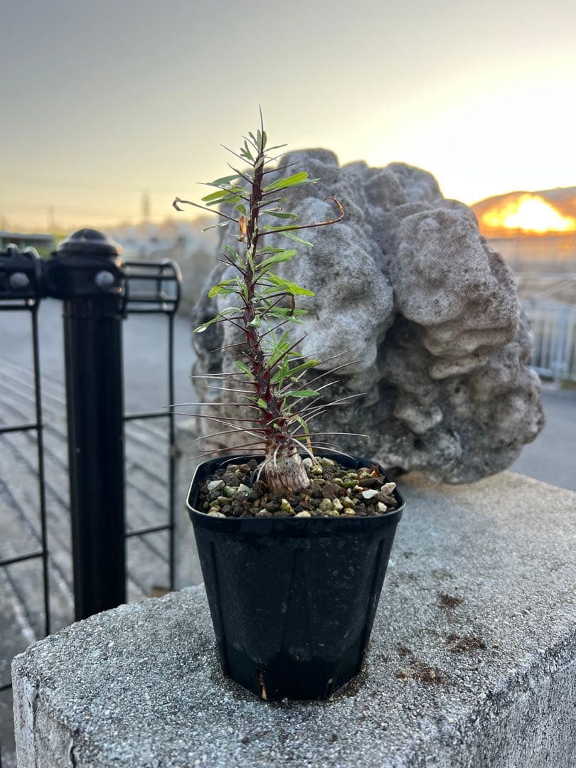 フォークイエリア　プルプシー　2025年産　沖縄実生株