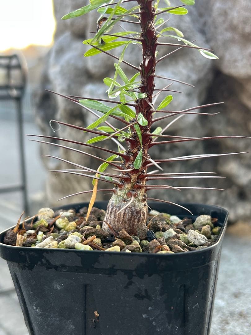 フォークイエリア　プルプシー　2025年産　沖縄実生株