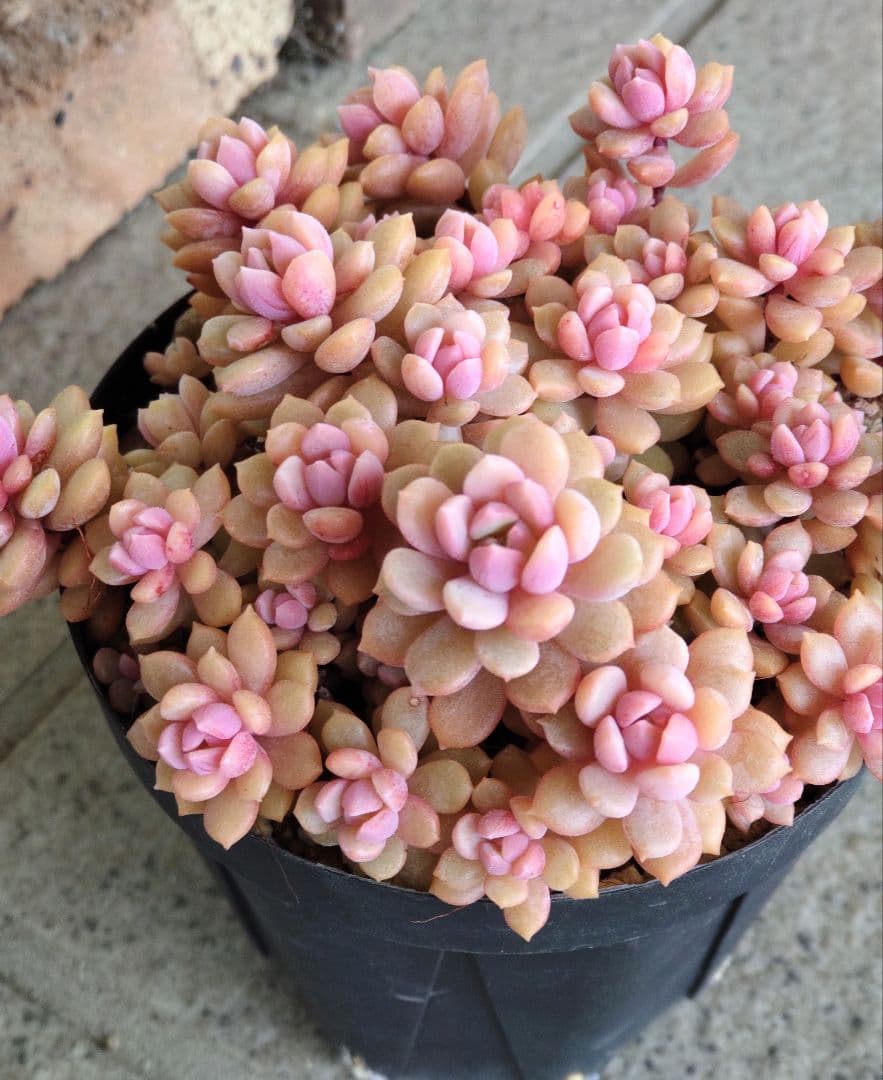 レ*ン様 リンダリンダ　札付き　群生鉢　ぼのぼのさん苗　抜き苗