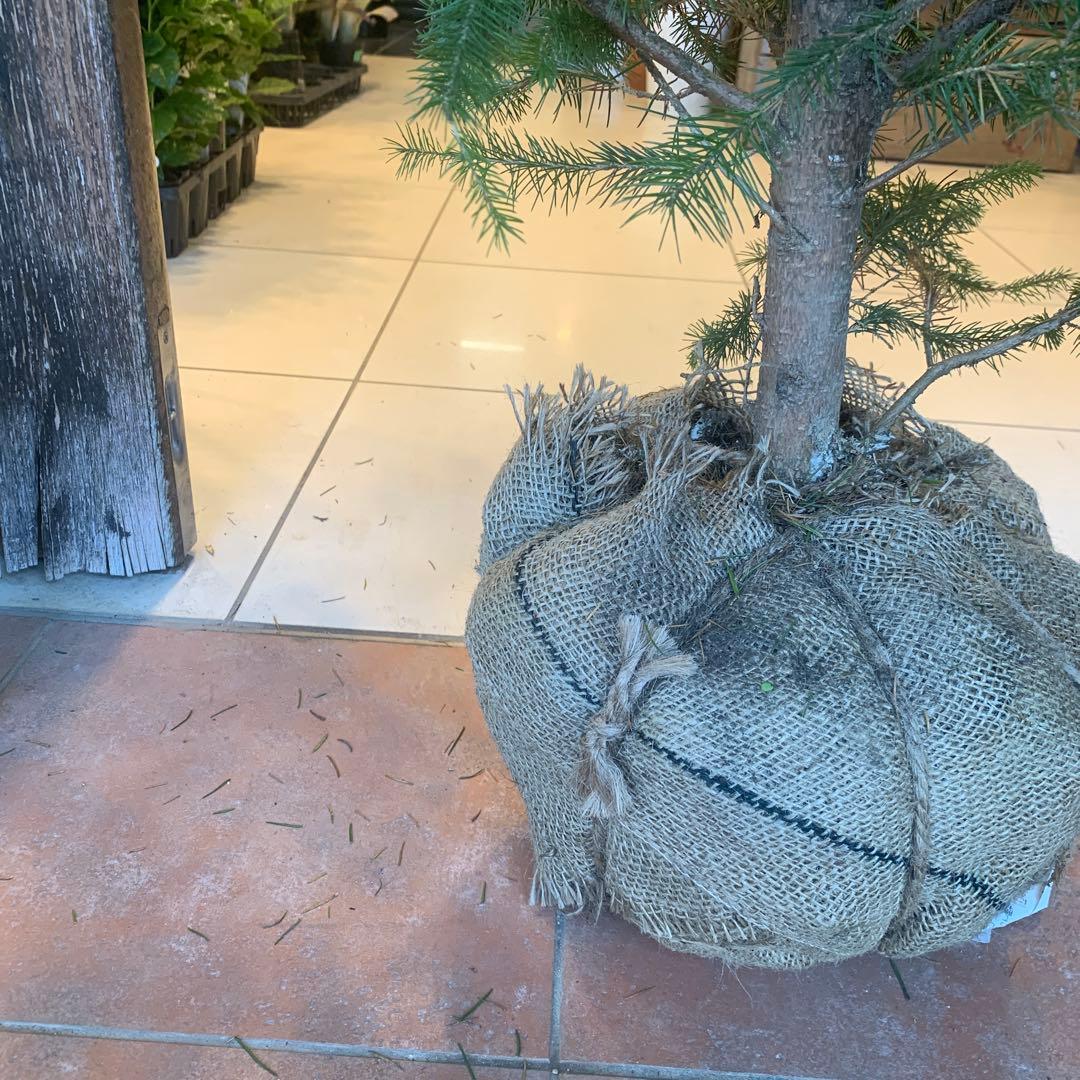 もみの木　モミのキ　苗木　170cm