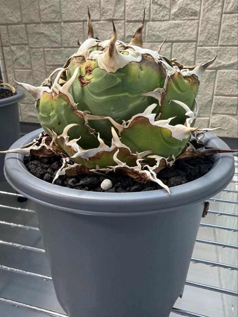 アガベ オテロイ 【親株出品】 コレクション株