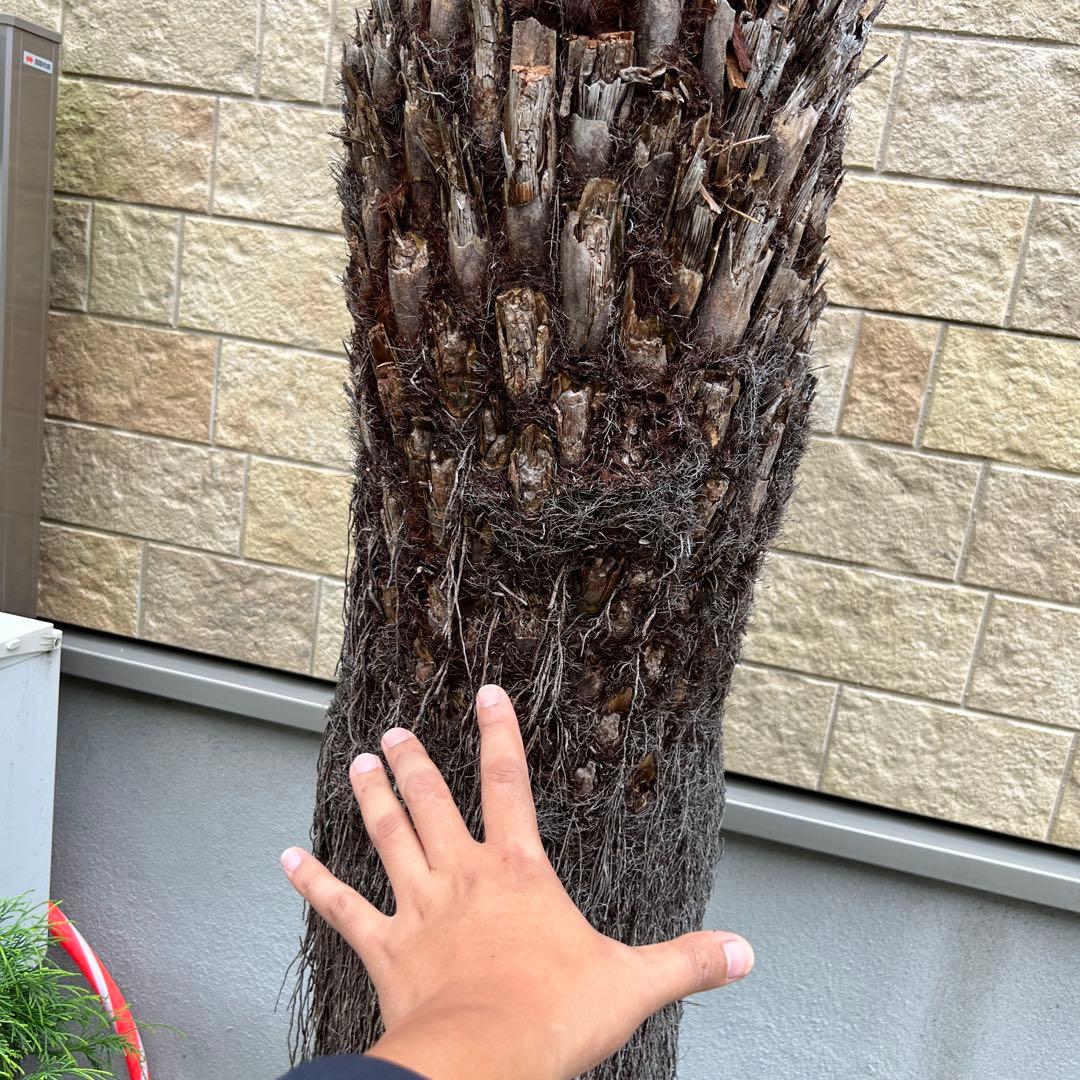 破格　大株　ディクソニア　アンタルティカ