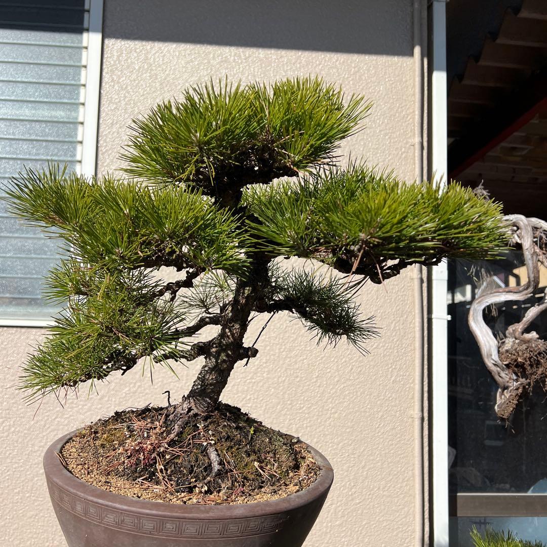 黒松　盆栽　模様木　お買い得‼️