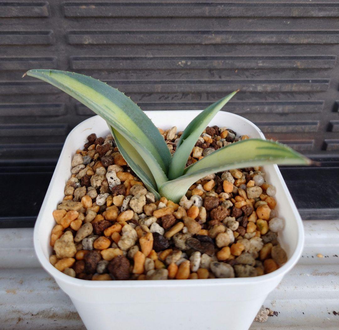 アガベ　ウェベリー黄中斑　ウェベリー中斑