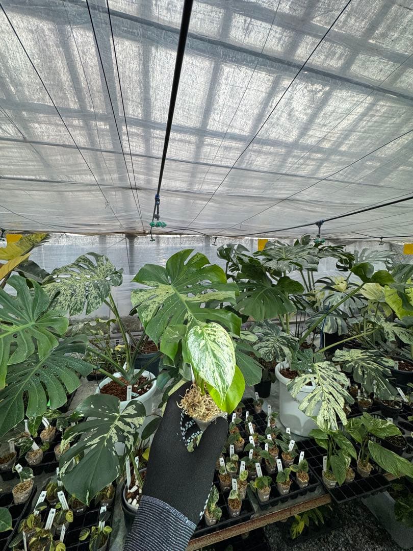 A5モンステラ　デリシオーサ　ベトシオーサ　2寸ポリポット　ネコポス発送