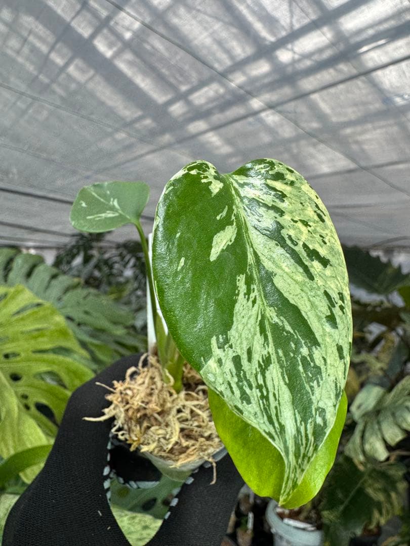 A5モンステラ　デリシオーサ　ベトシオーサ　2寸ポリポット　ネコポス発送