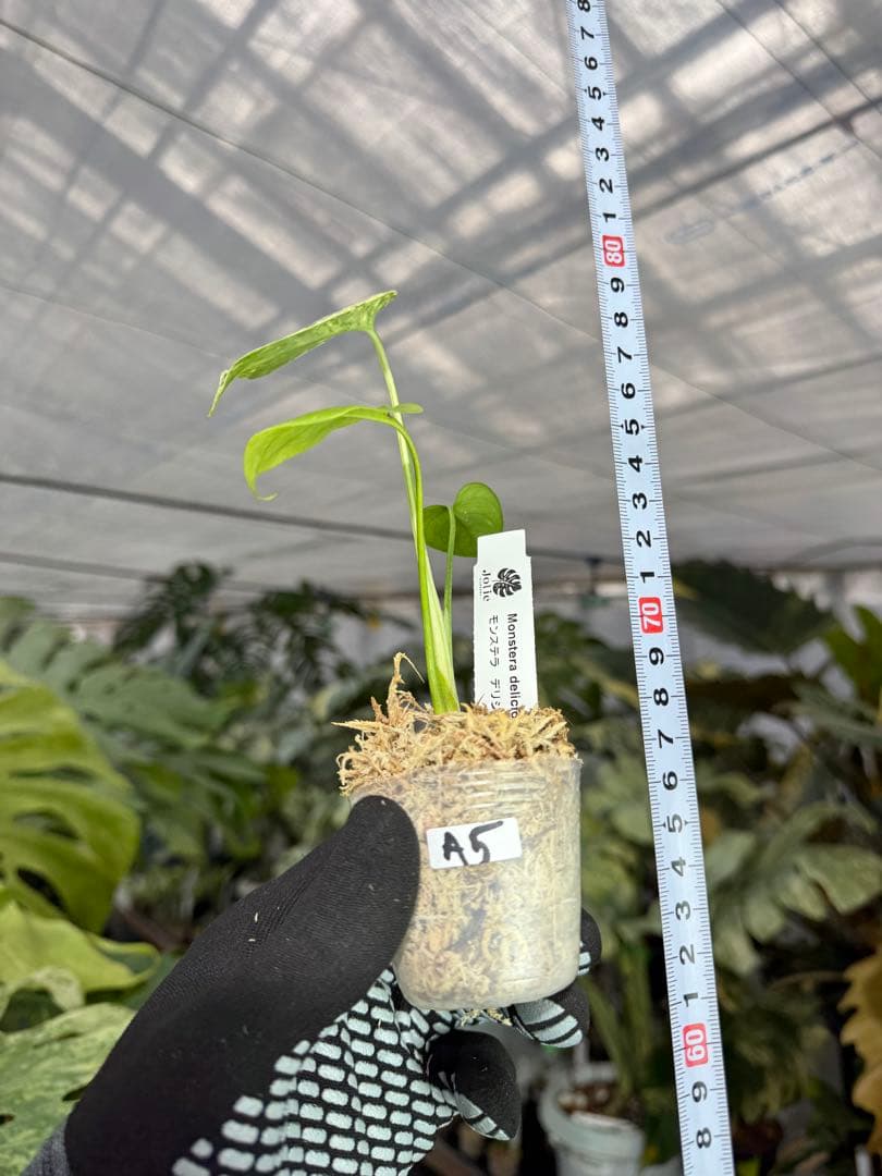 A5モンステラ　デリシオーサ　ベトシオーサ　2寸ポリポット　ネコポス発送