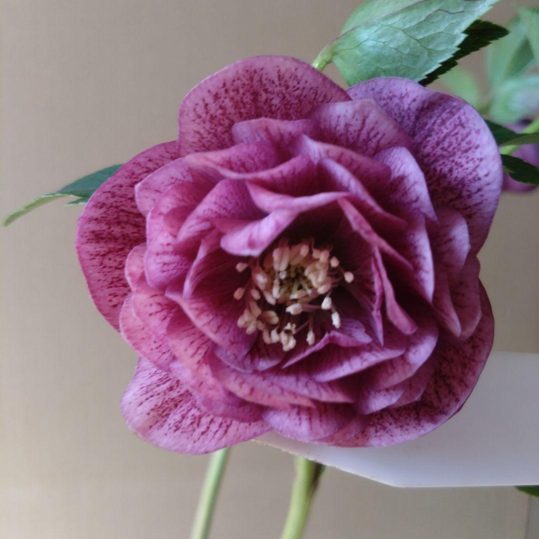 クリスマスローズ　パープル系dd　開花株