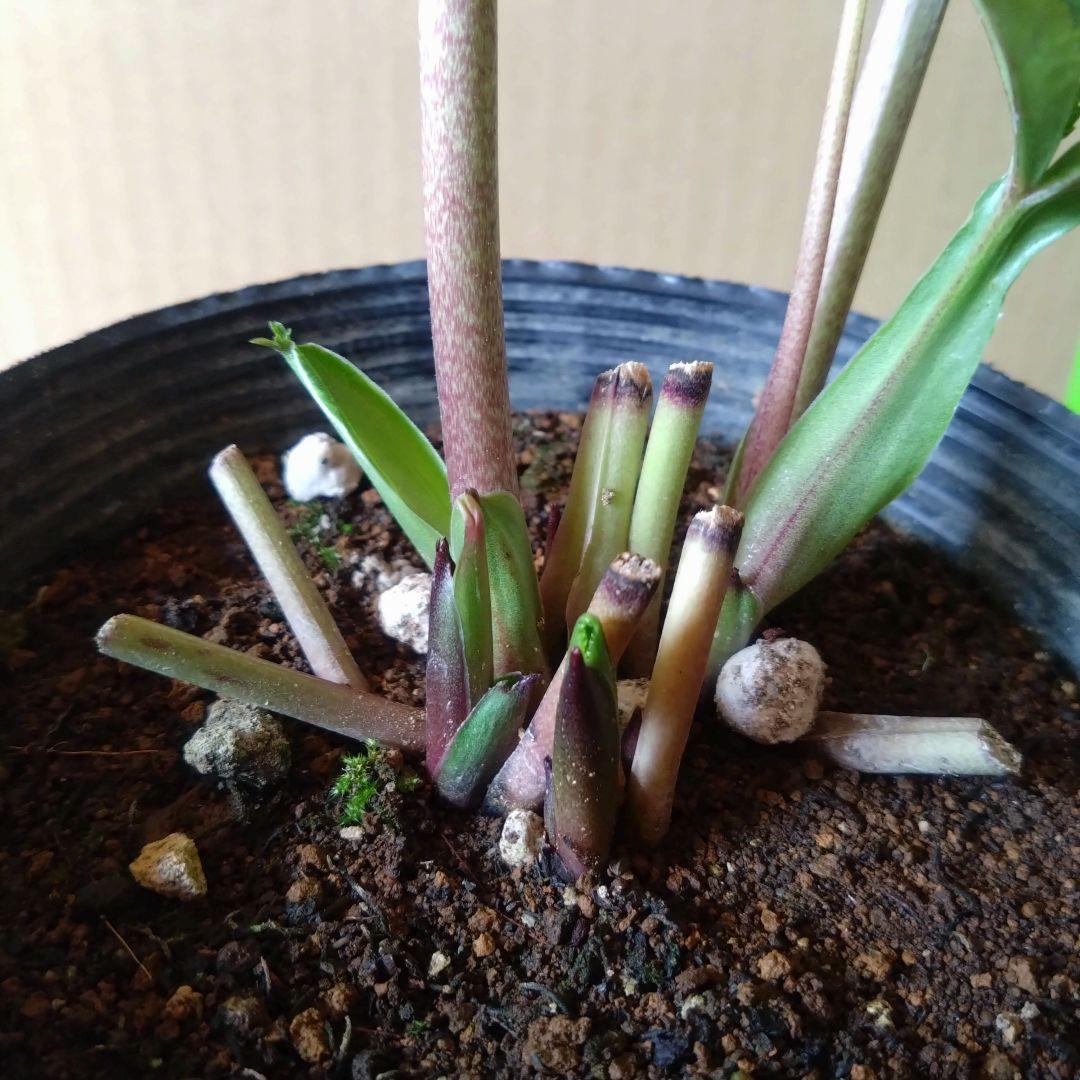 クリスマスローズ　パープル系dd　開花株