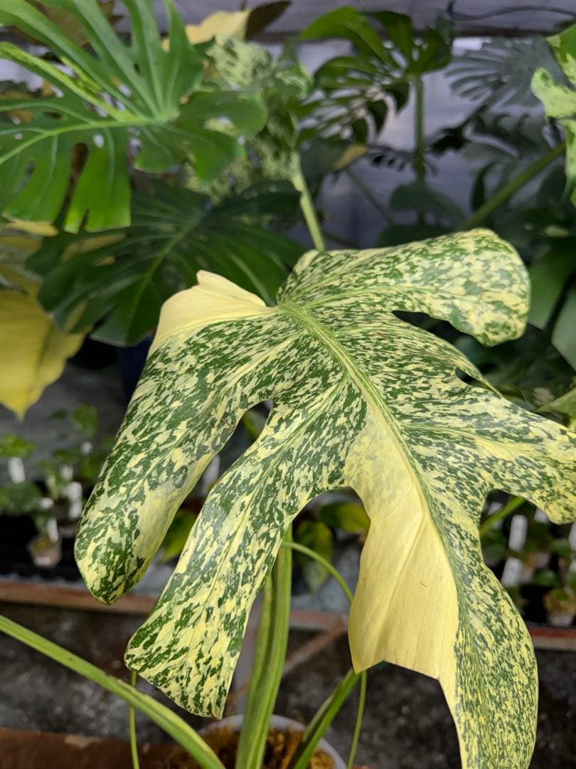 モ*～様 12モンステラ　タイコンステレーション　スターライト