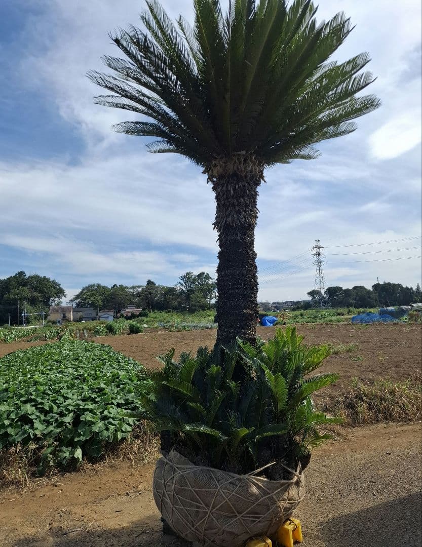 ソテツ　蘇鉄　－－ ヤシ　ココス　サバル　ドライガーデン －－