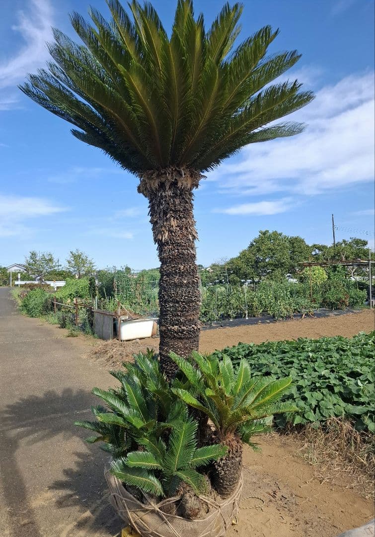 ソテツ　蘇鉄　－－ ヤシ　ココス　サバル　ドライガーデン －－