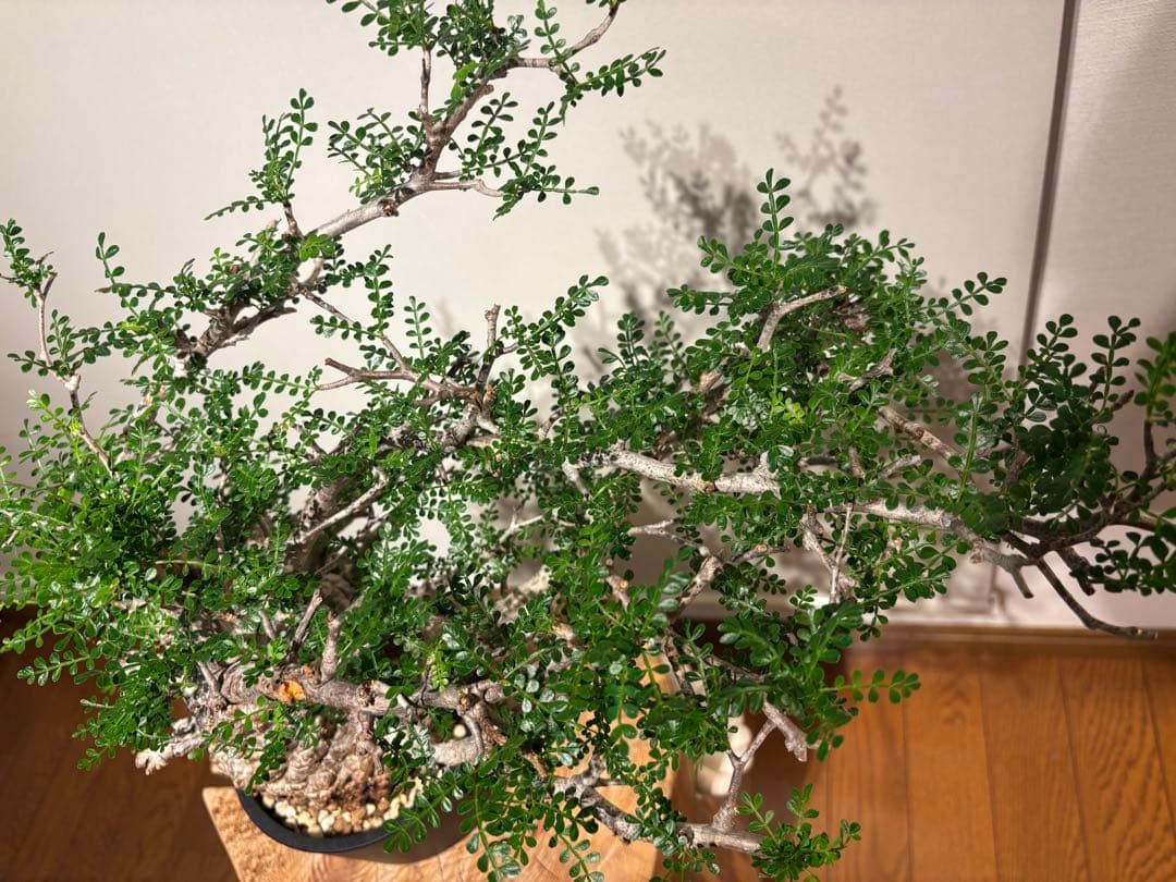 超美肌　雌株　ボコ肌　白肌　オペルクリカリア　パキプス　塊根植物