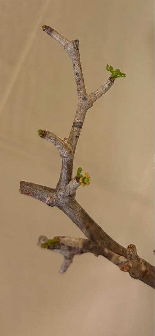 超美肌　雌株　ボコ肌　白肌　オペルクリカリア　パキプス　塊根植物