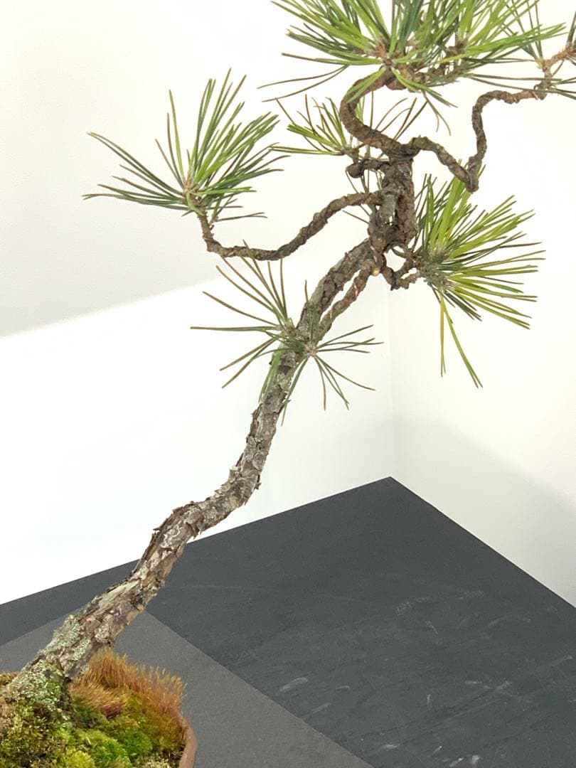 檄古木　持込古い山採り文人黒松（検索/小品　懸崖　真柏　赤松　盆栽　ジン）