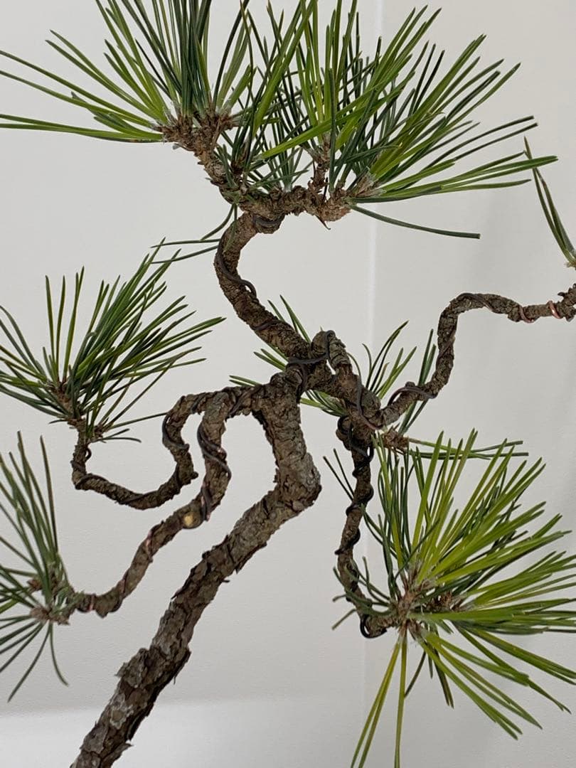 檄古木　持込古い山採り文人黒松（検索/小品　懸崖　真柏　赤松　盆栽　ジン）