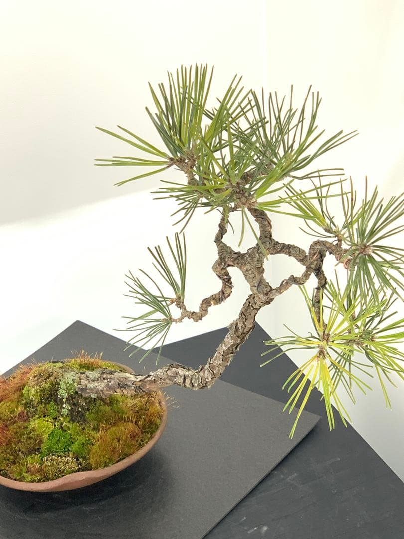 檄古木　持込古い山採り文人黒松（検索/小品　懸崖　真柏　赤松　盆栽　ジン）