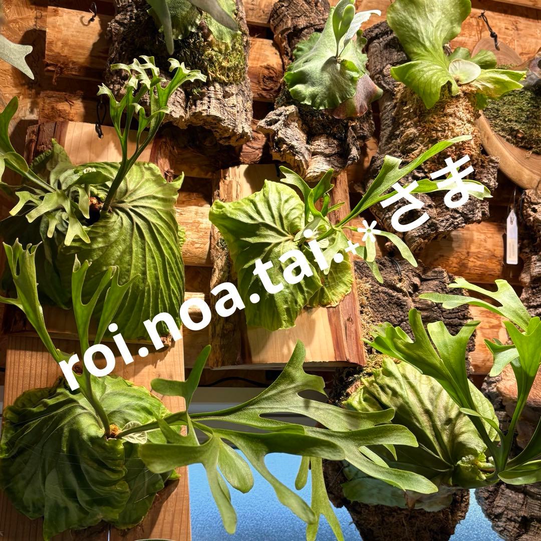 roi.noa.tai‎.‎˖٭さま専用