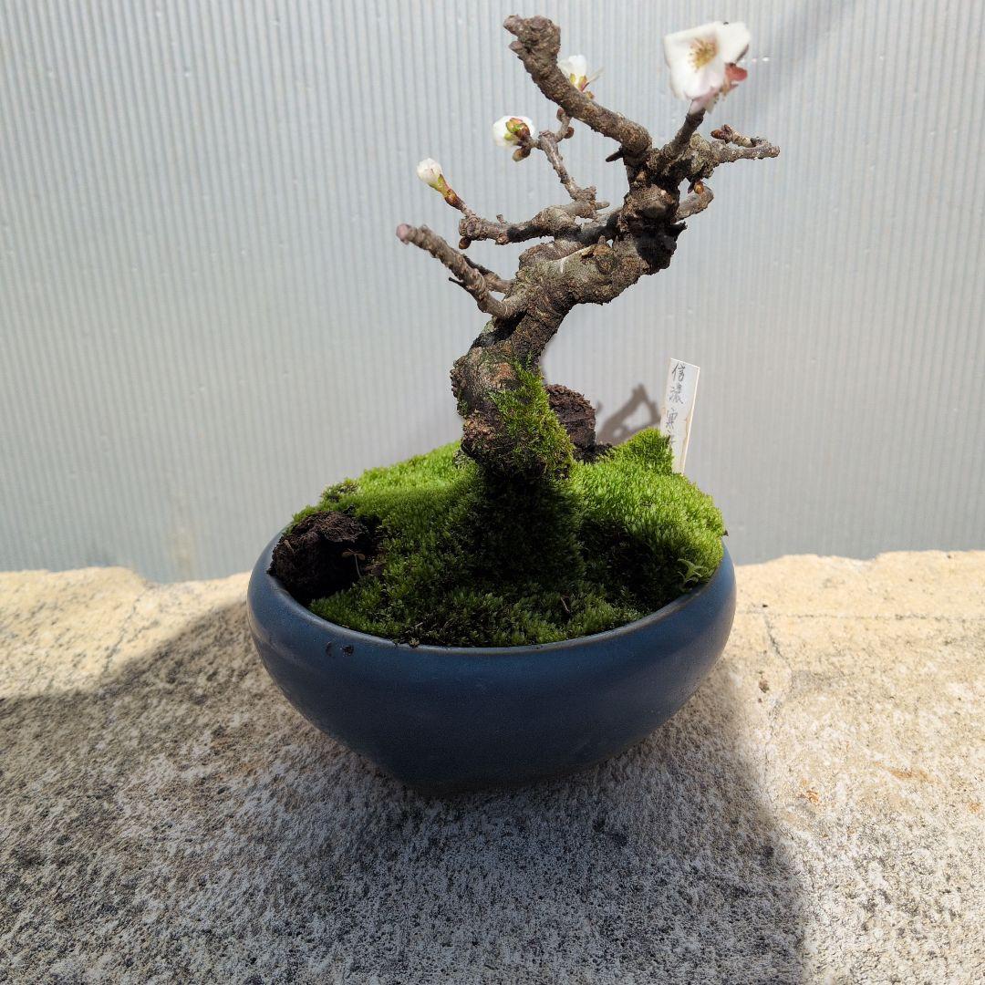 小型盆栽 青い鉢 白い花