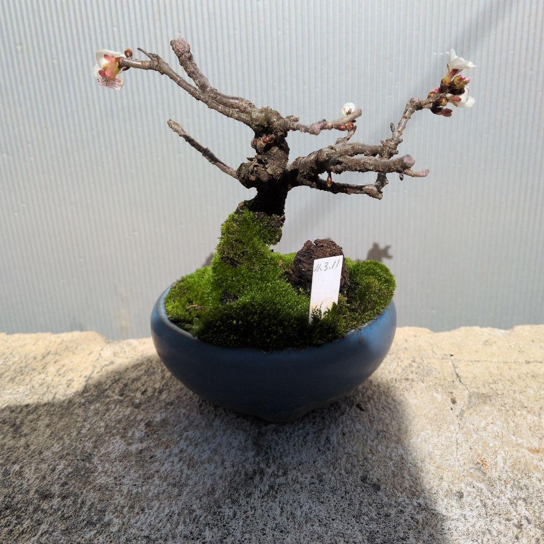 小型盆栽 青い鉢 白い花