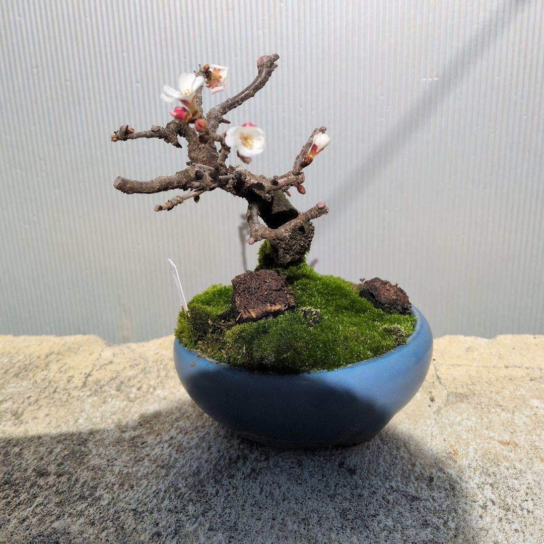 小型盆栽 青い鉢 白い花