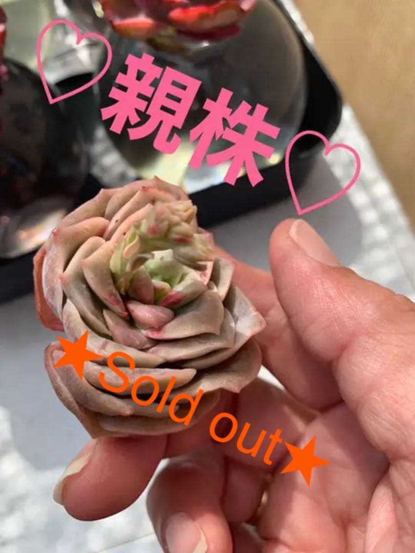 ラブリーローズ錦  赤斑入り  56