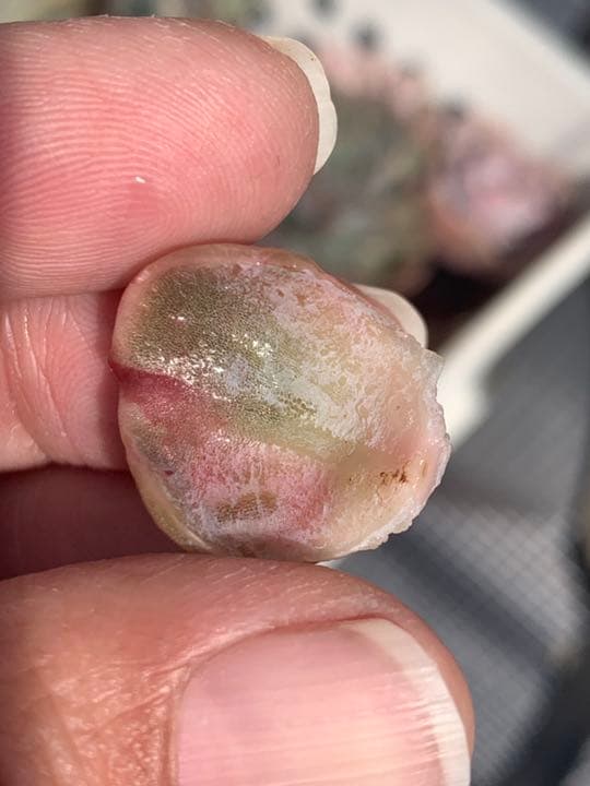 ラブリーローズ錦  赤斑入り  56