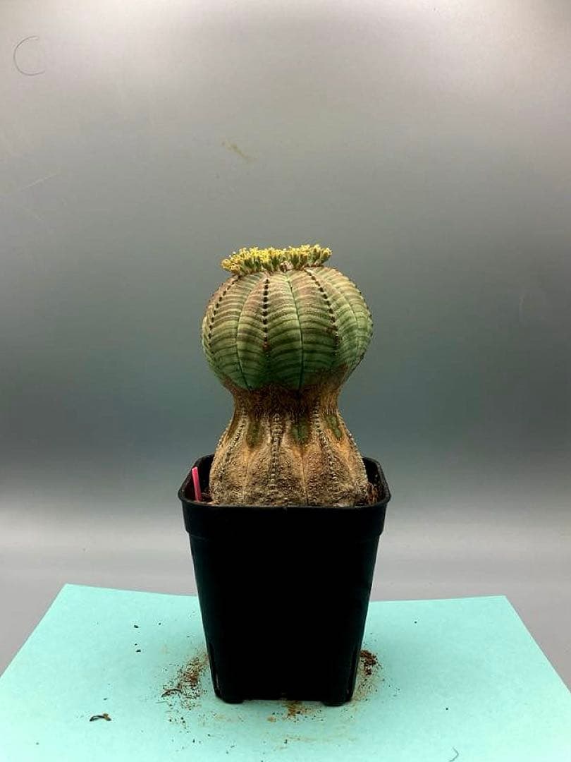 《2.5号P》ユーフォルビア　オールドオベサ　雄株