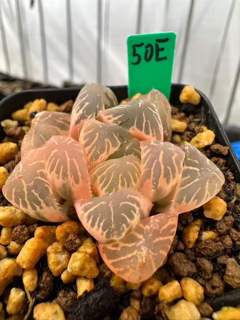 50E 多肉植物 ハオルチア OM✖️赤い鳥錦 糊斑