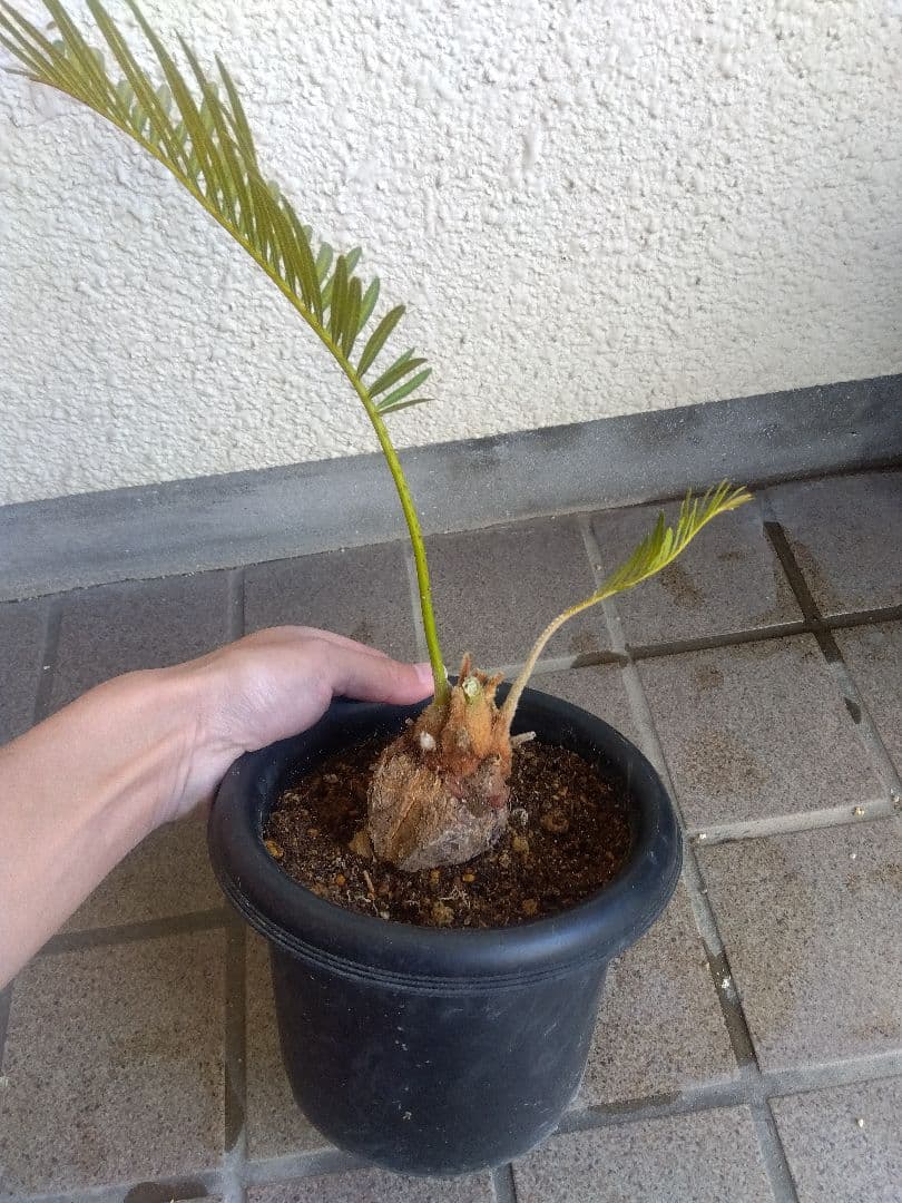 サイカス　タイシルバー　5号鉢つき　バルブ6センチ❗　①