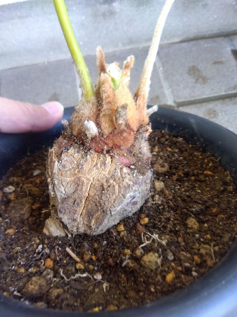 サイカス　タイシルバー　5号鉢つき　バルブ6センチ❗　①