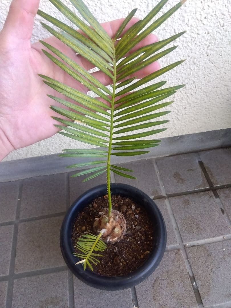 サイカス　タイシルバー　5号鉢つき　バルブ6センチ❗　①