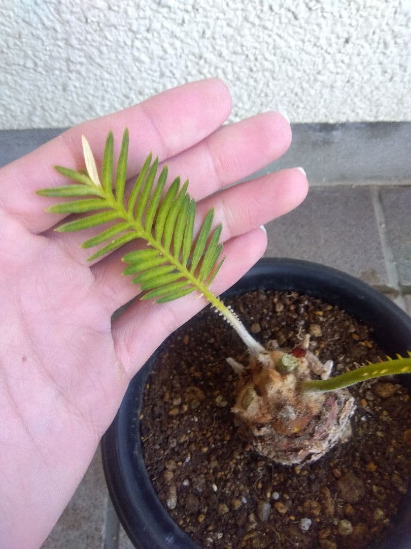 サイカス　タイシルバー　5号鉢つき　バルブ6センチ❗　①