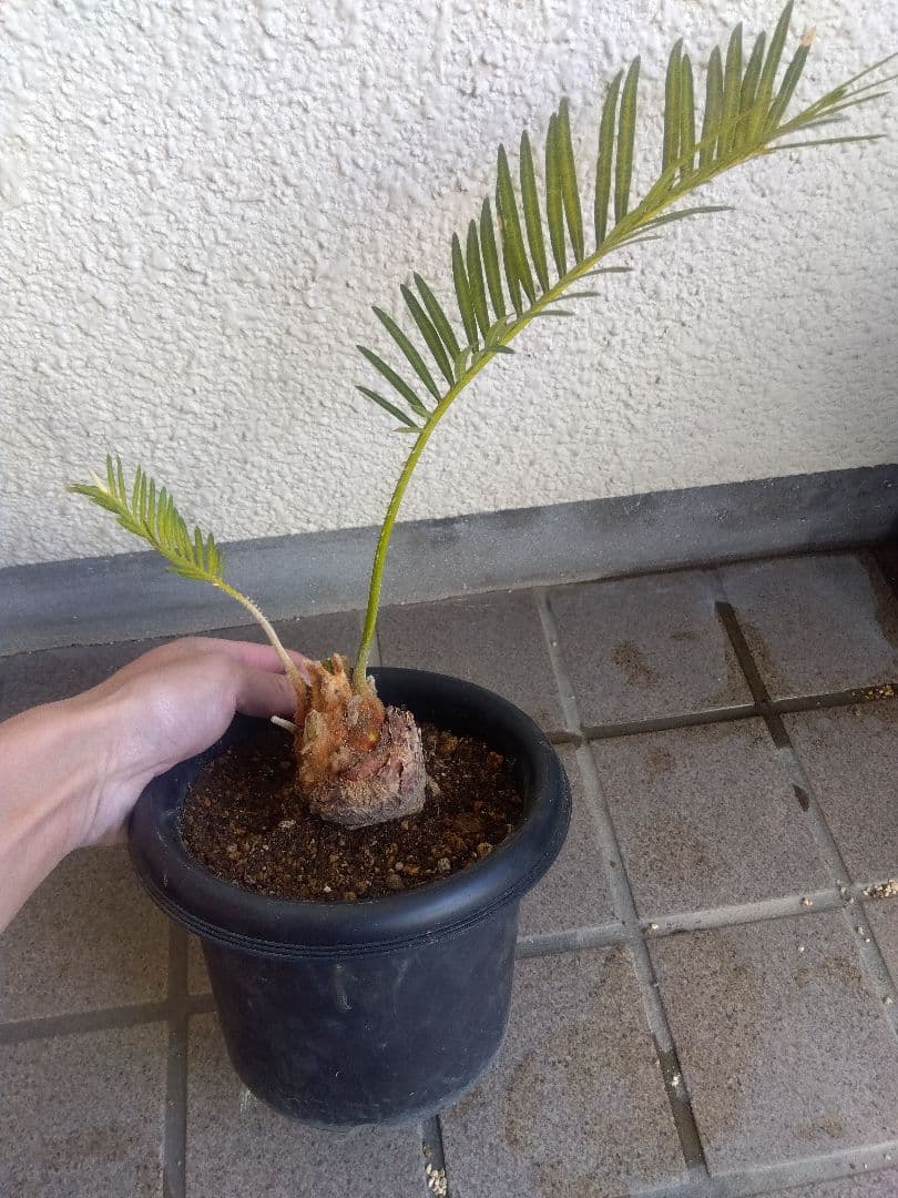 サイカス　タイシルバー　5号鉢つき　バルブ6センチ❗　①