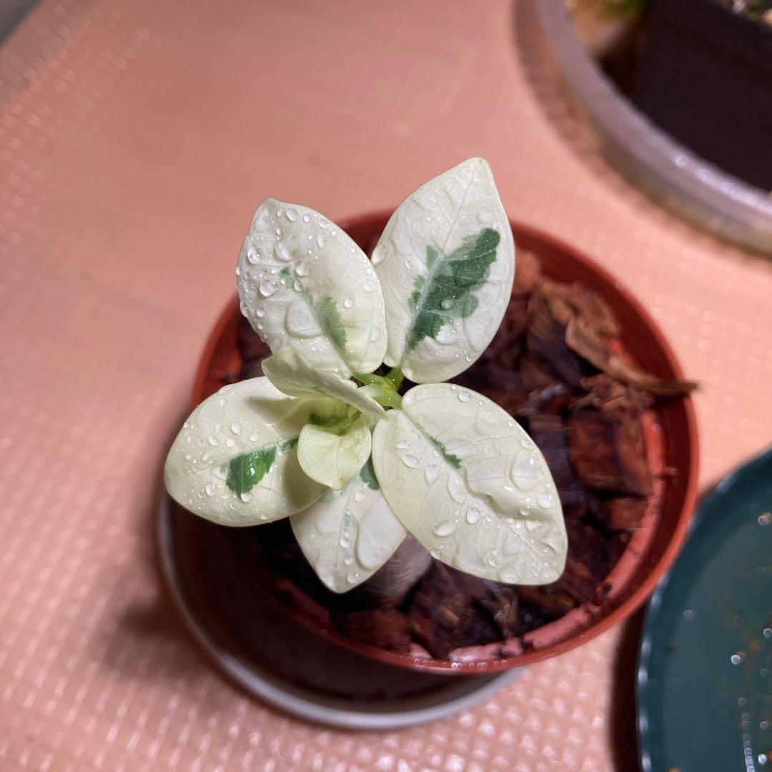 白パンダガジュマル