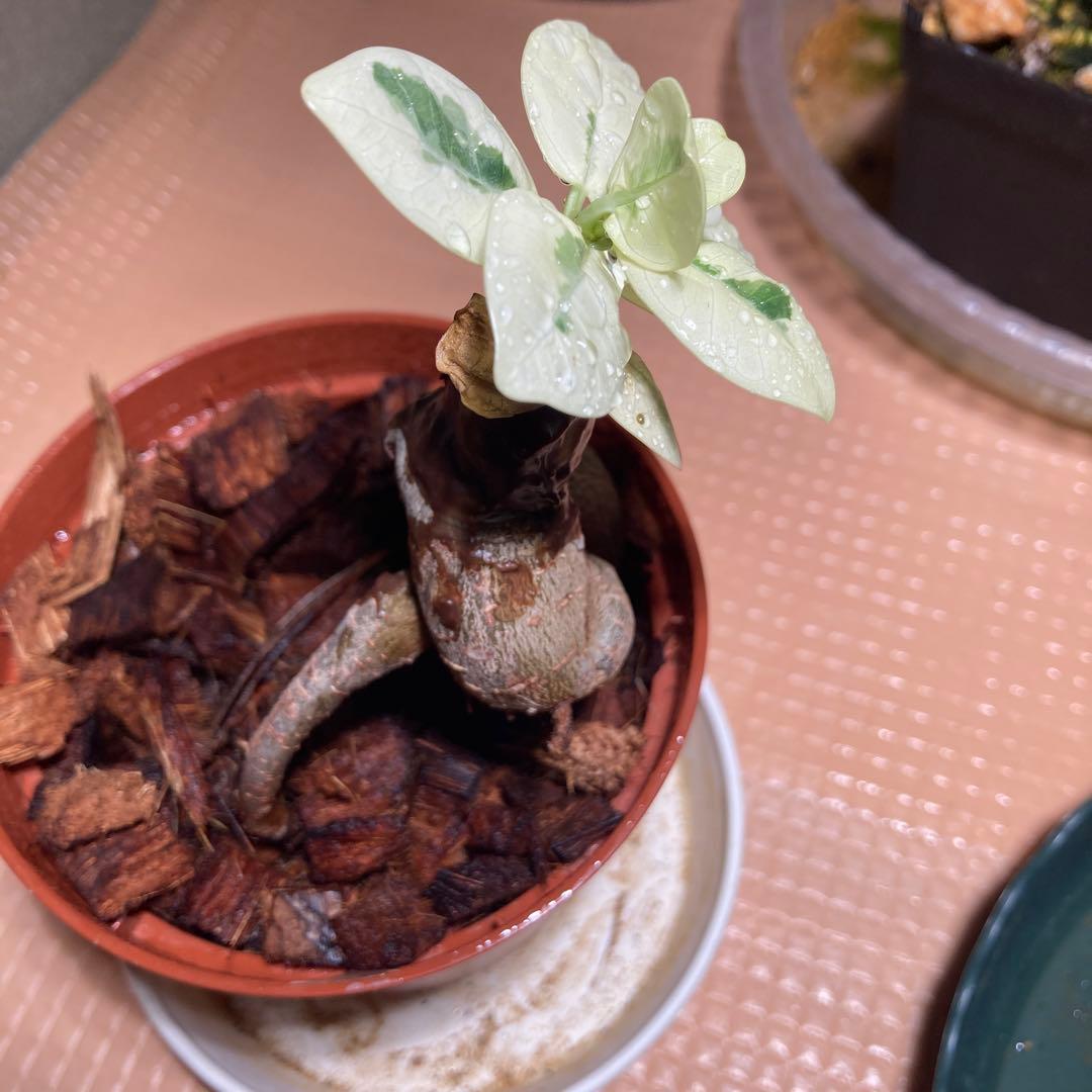 白パンダガジュマル