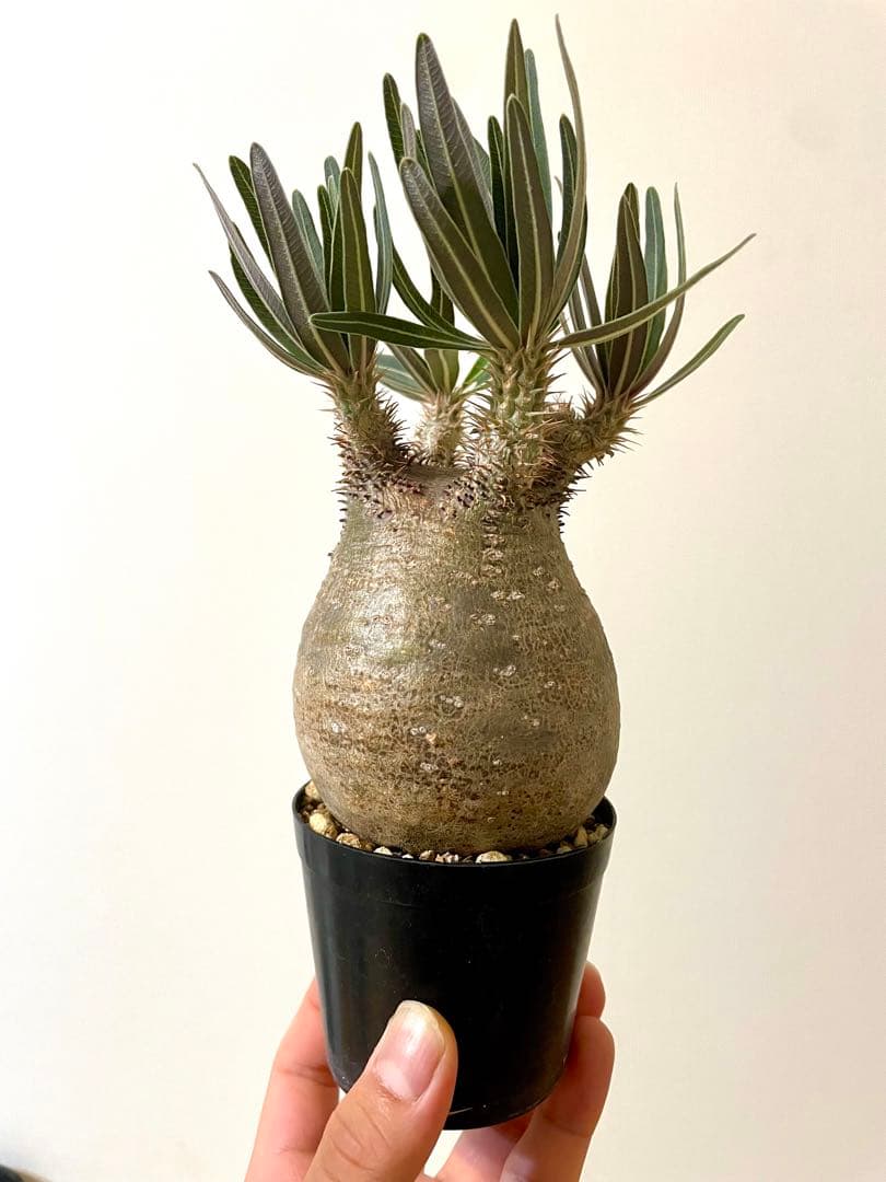 落葉中【コレクション株】パキポディウム グラキリス　現地球　発根済