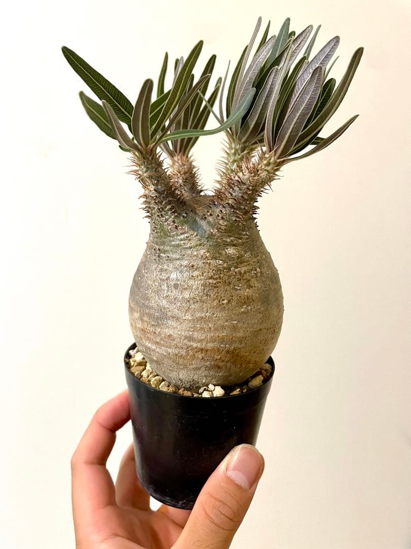 落葉中【コレクション株】パキポディウム グラキリス　現地球　発根済