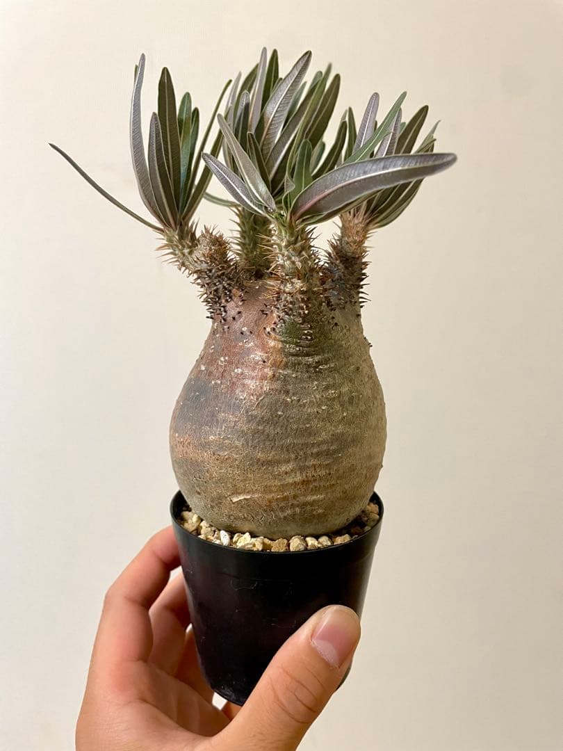 落葉中【コレクション株】パキポディウム グラキリス　現地球　発根済