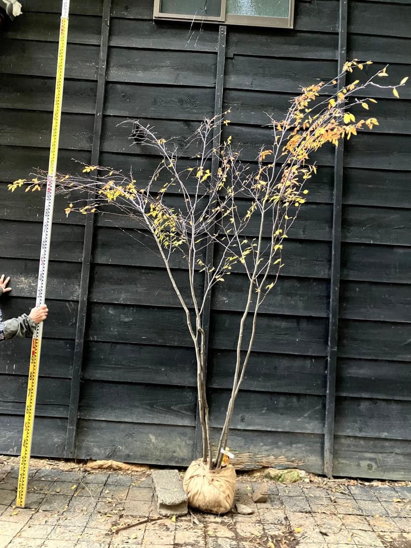 200 山採り　アカシデ