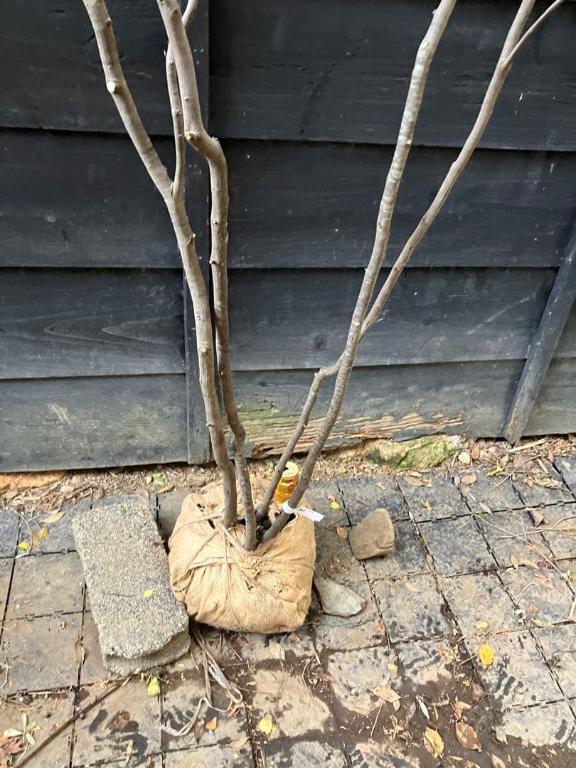 200 山採り　アカシデ