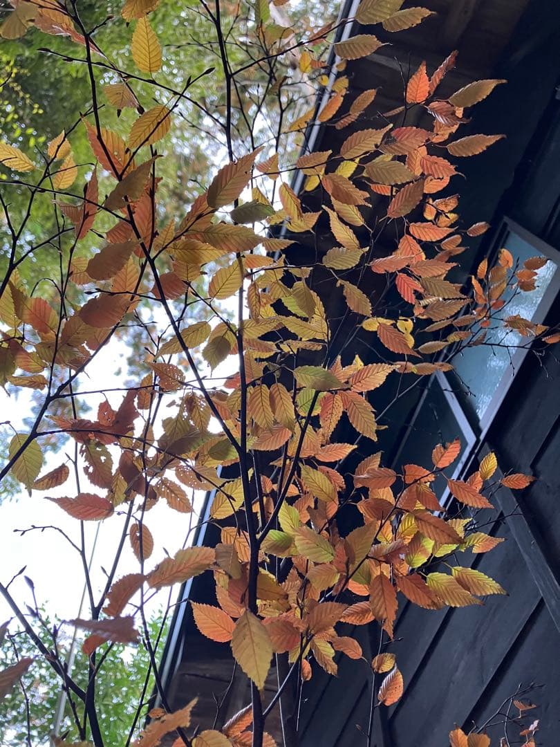 200 山採り　アカシデ